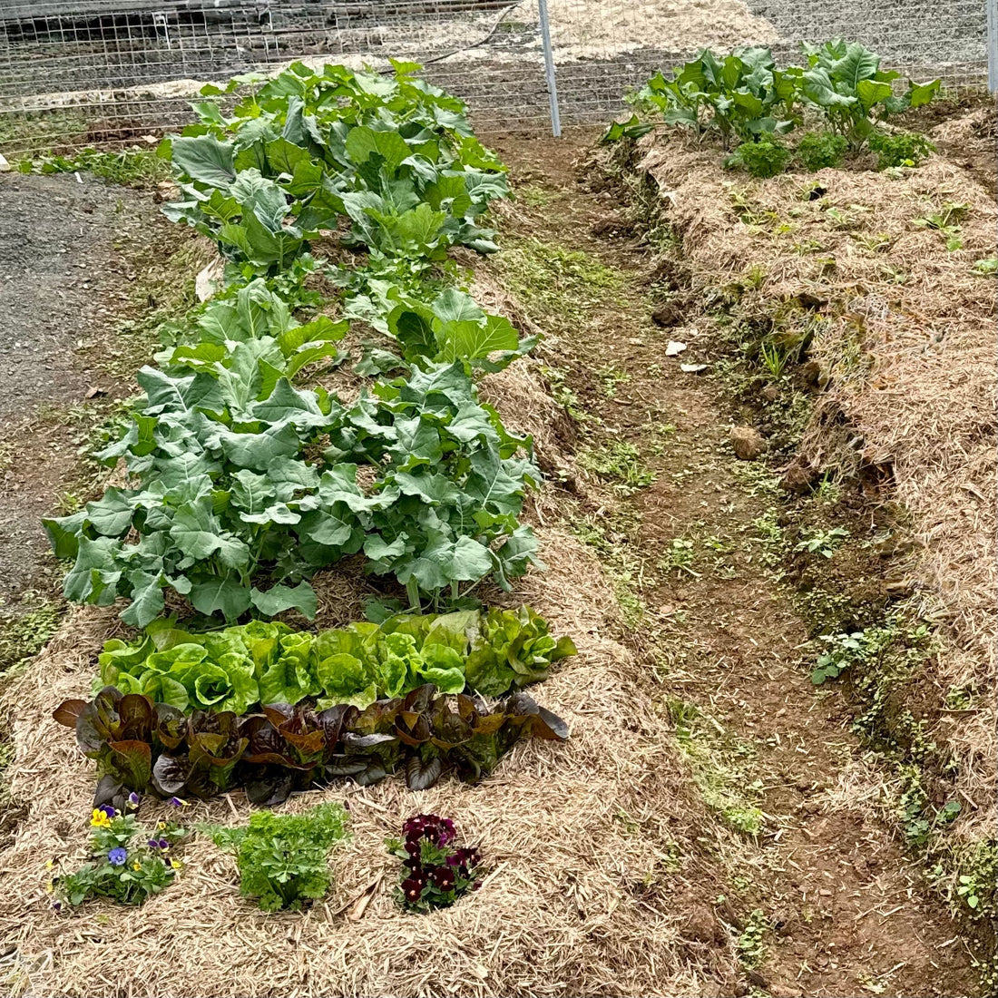 The Chitin Secret: How Mealworm Frass Acts Like a Vaccine for Your Garden