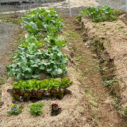 The Chitin Secret: How Mealworm Frass Acts Like a Vaccine for Your Garden