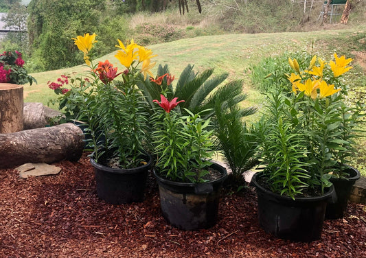 BioMeal Flourish Fertiliser Application Methods
