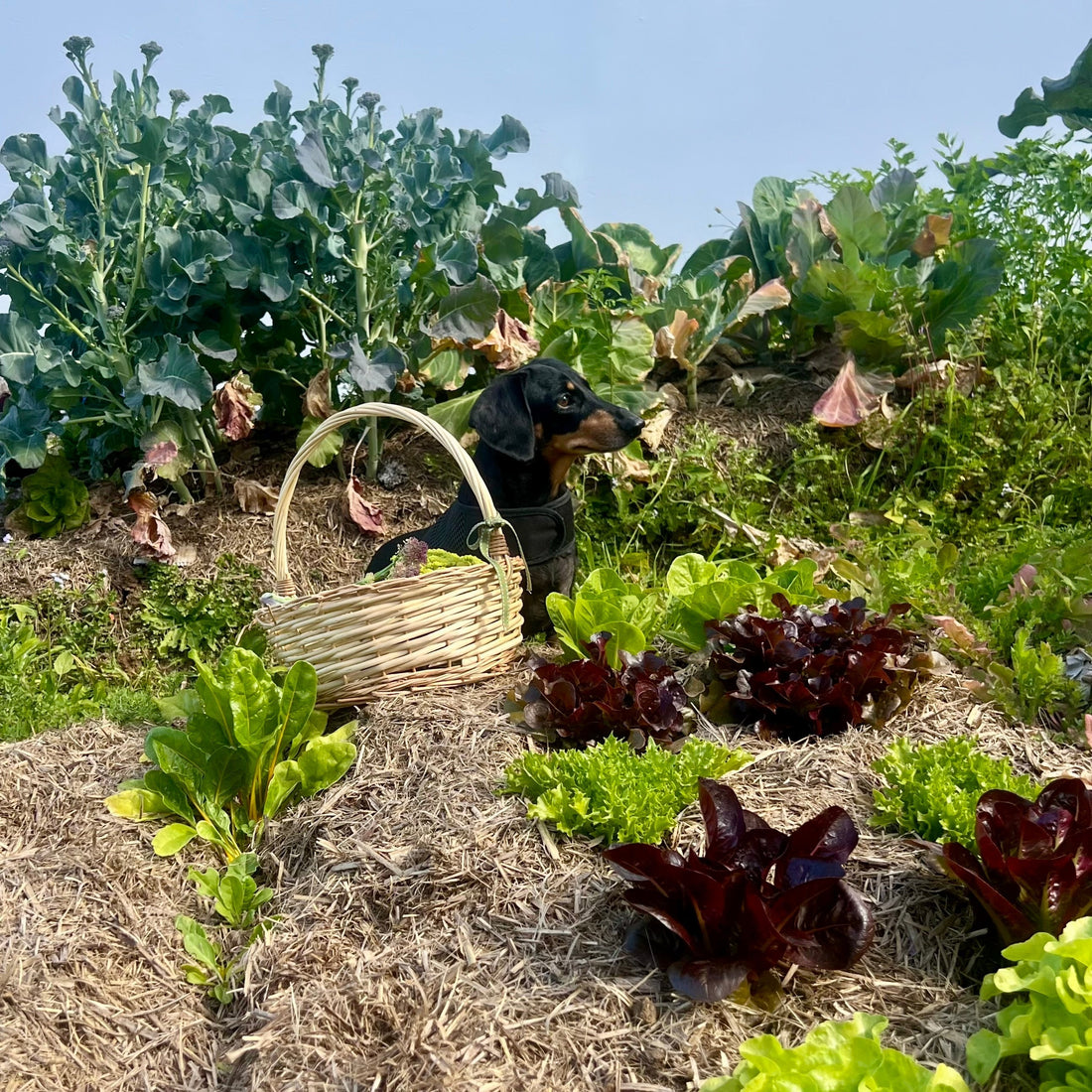 Growing Nutrient-Dense Food for Your Family