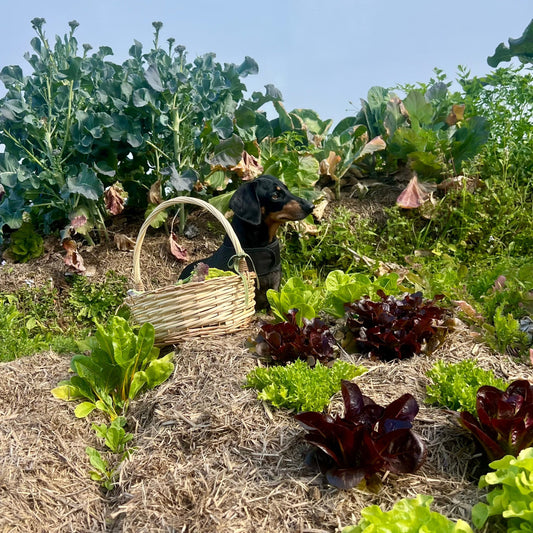 Growing Nutrient-Dense Food for Your Family