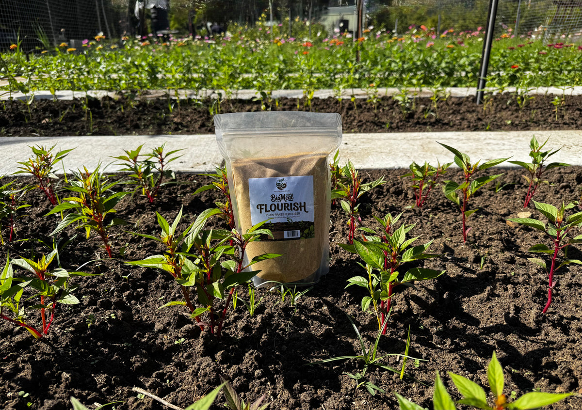 Bag of 'Flourish' plant food on a garden bed with young plants