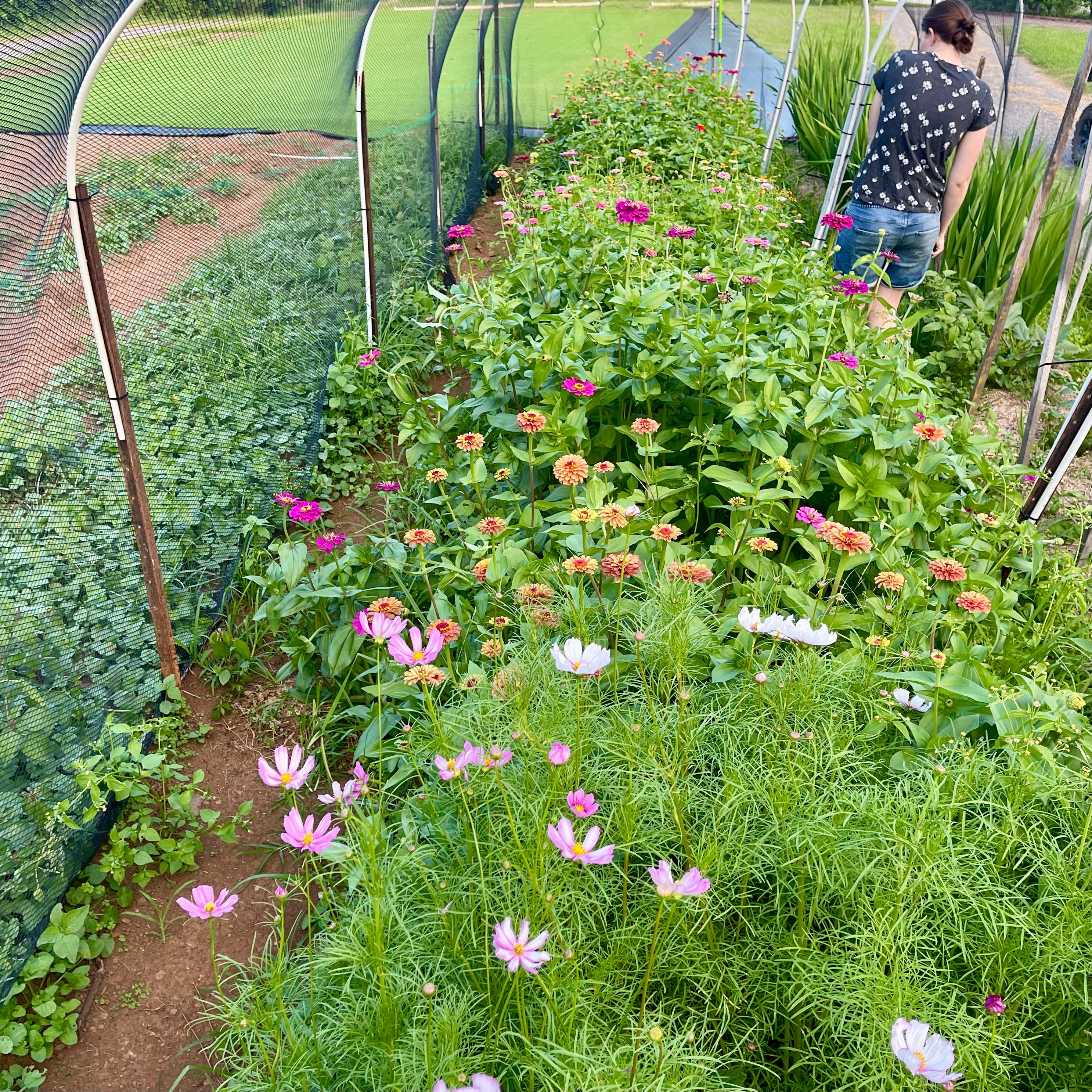 Garden with blooming flowers and a person in the background