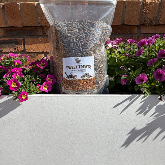 Dried Crickets