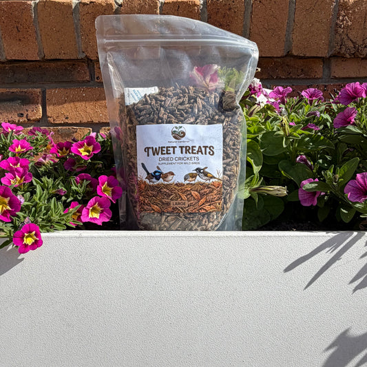 Dried Crickets