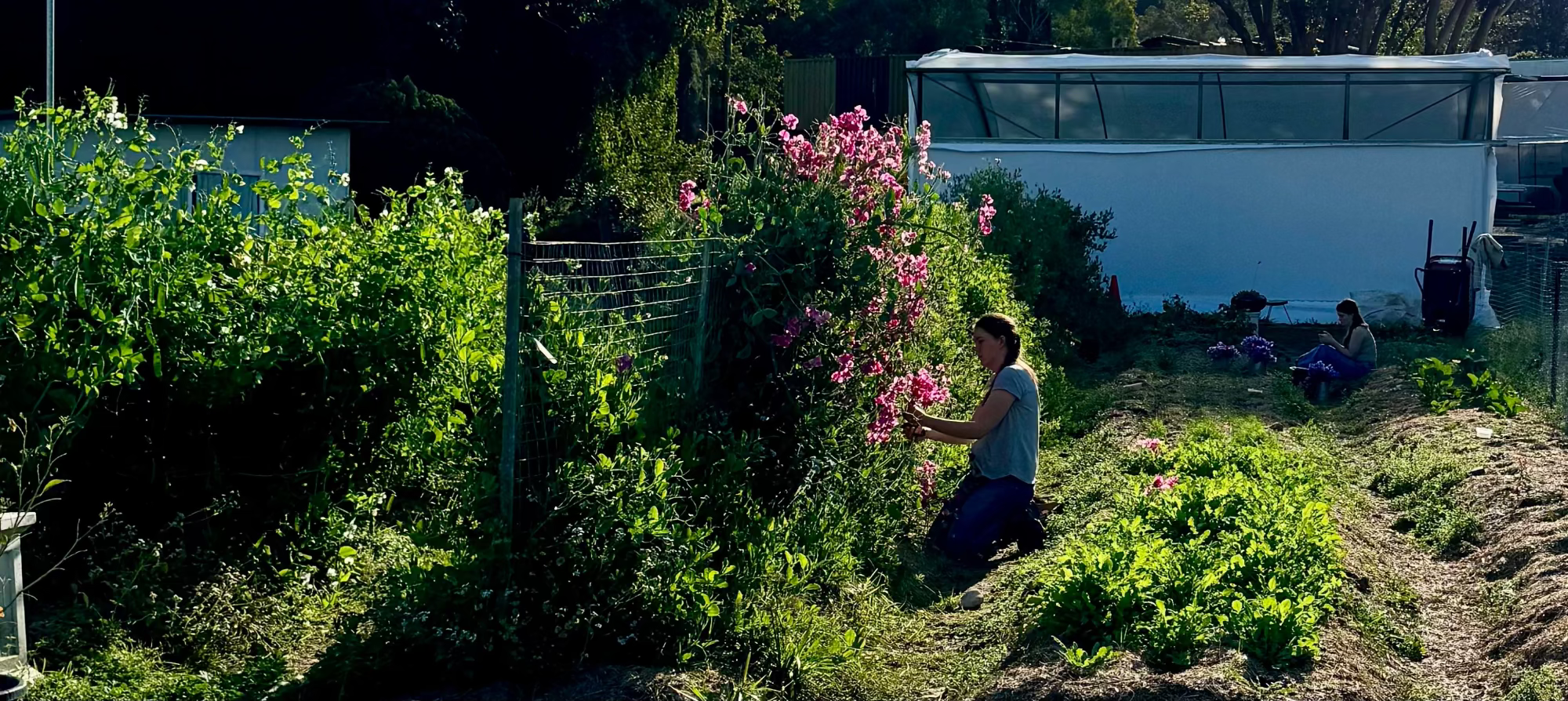 Person tending to plants in a garden with a white building in the background
