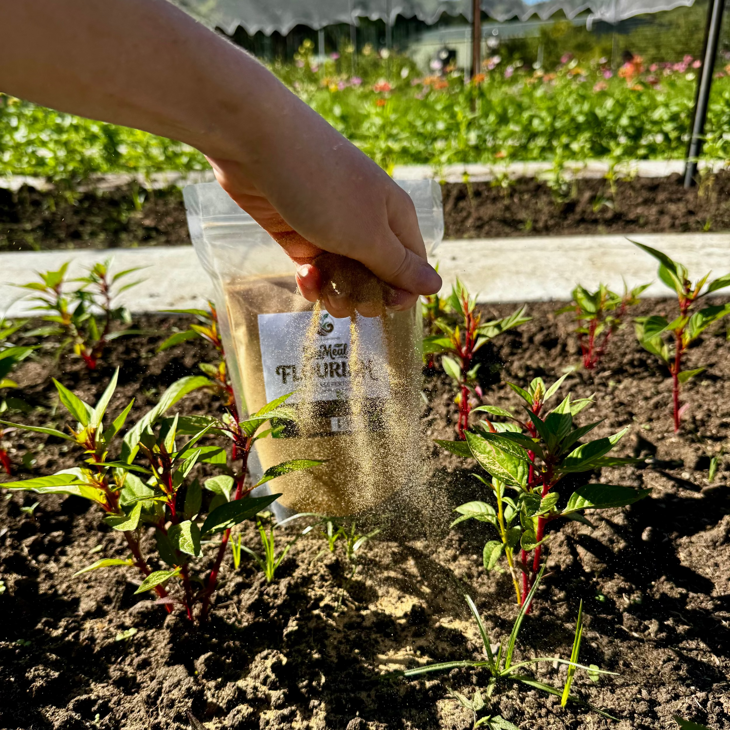 Hand holding a bag of fertilizer over plants in a garden