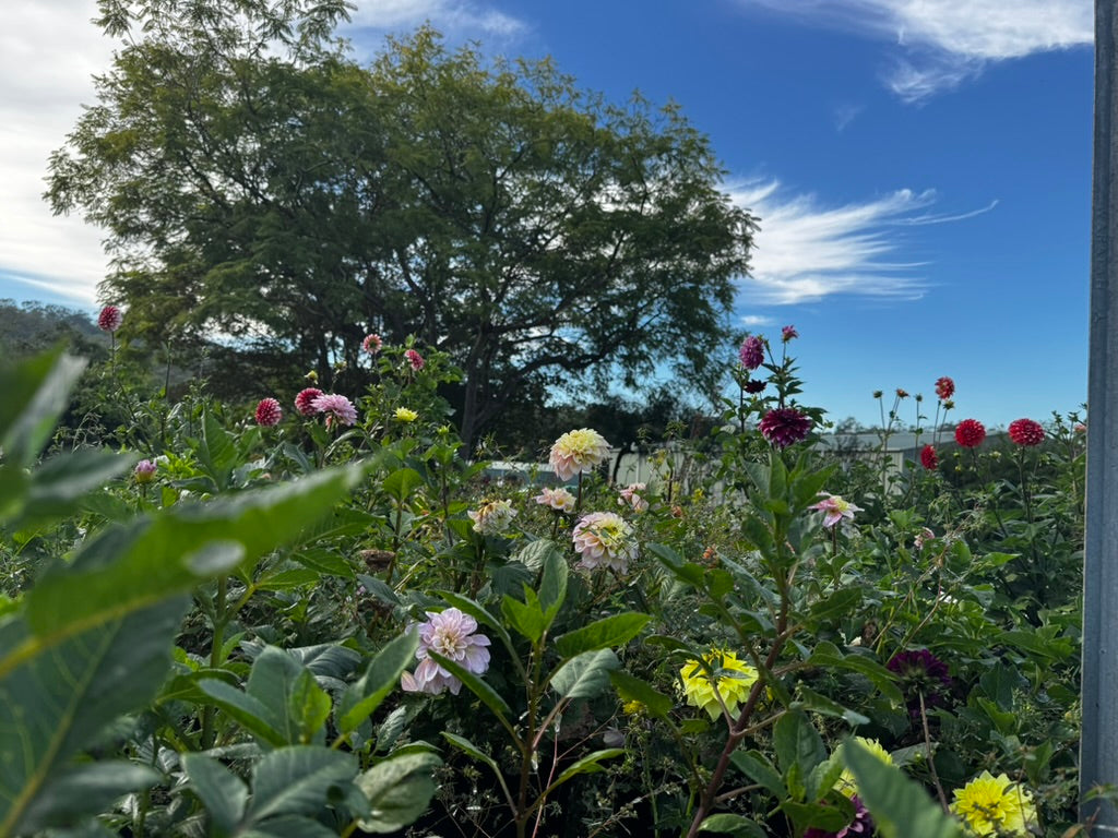 Floral garden with a clear blue sky and a large tree in the background