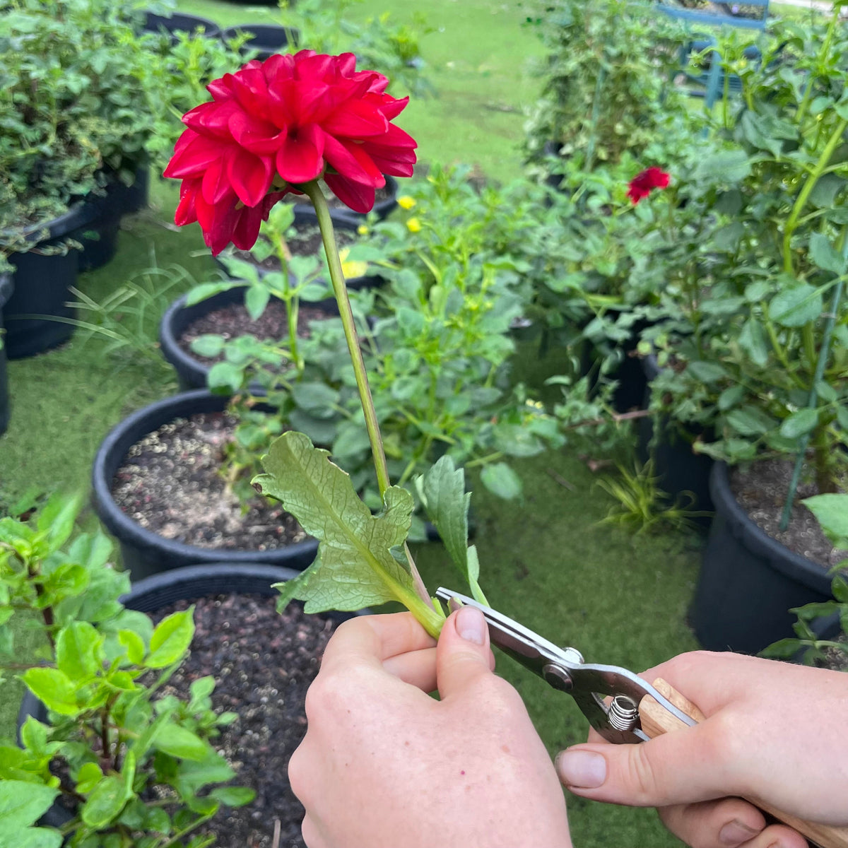A person's hands are shown using the stainless steel garden snips to trim a leaf from a tall, vibrant red dahlia flower in a greenhouse or garden setting with other potted plants in the background.