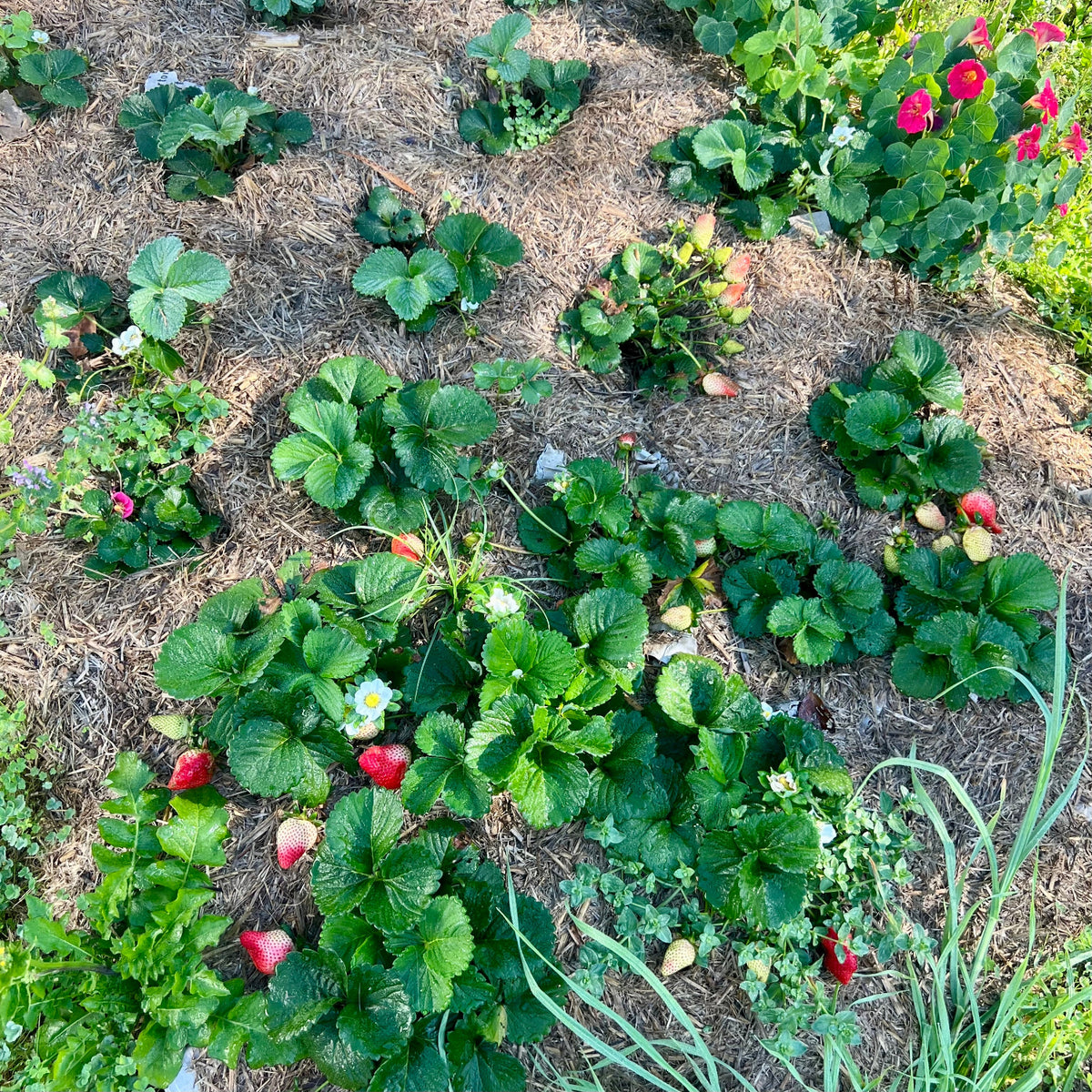Strawberry plants with some ripe red strawberries in a garden setting.