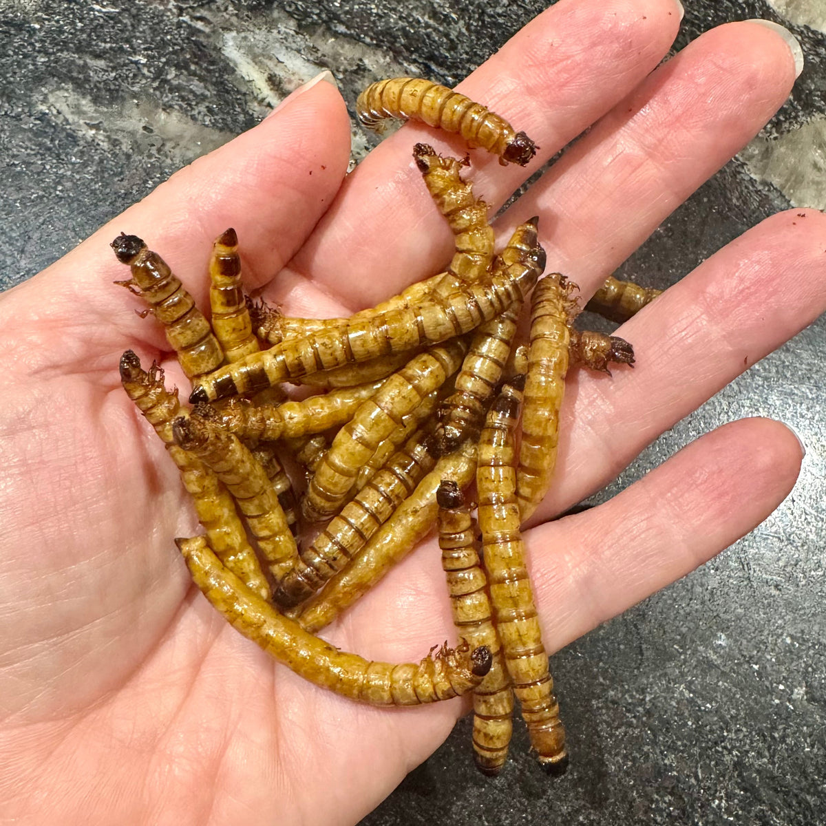 Dried Giant Mealworms - Zophobas Morio - Tank Terrarium Australia Dried Insects